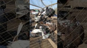 Выставка-ярморка голубей в Новоаннинске Волгоградской области 15.03.2026 г.