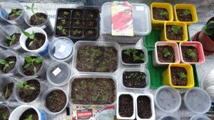 Вся рассада на середину марта 2026г. Что радует? А что не очень? (Западная Сибирь)