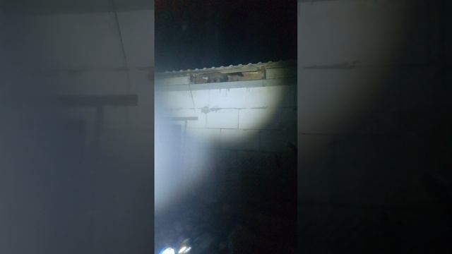 Лесная куница Крыма. Пищит и грызёт соседский дом. Охотиться на крыс и мышей.