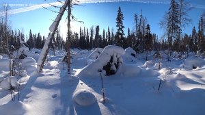 НОЧЕВАЛ В ИЗБУШКЕ. ТЕТЕРЕВА ВЫЛЕТАЮТ ИЗ ЛУНОК. ЗАКРЫВАЮ КАПКАНЫ/ 3 серия