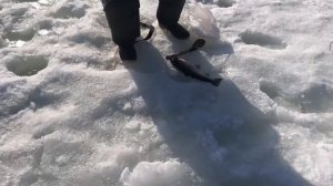 поимка форели на молька