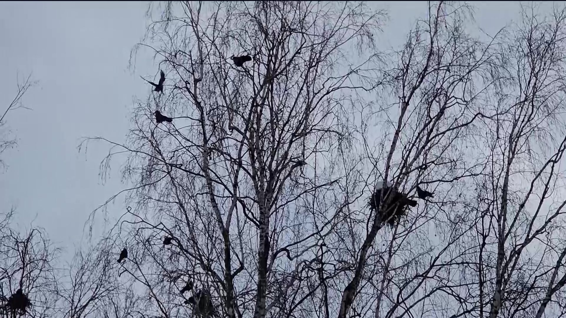 В Башкортостане появились первые грачи