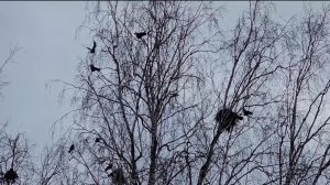 В Башкортостане появились первые грачи