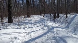 Белка в роще