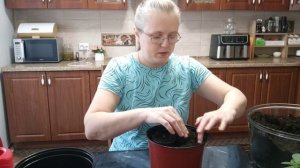 Пересадка двух кустиков петунии Тайдал в один горшочек! Как я это делаю и зачем.