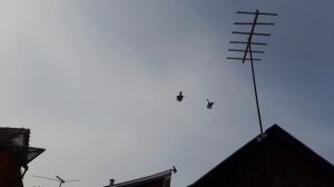 Николаевские голуби 16.03.2026 г