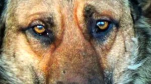 Собаки и люди