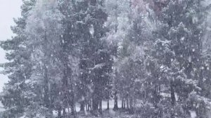 Весенний снегопад в Алтайском заповеднике