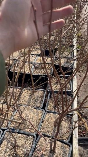 Ассортимент 2 леток на весну 2026г