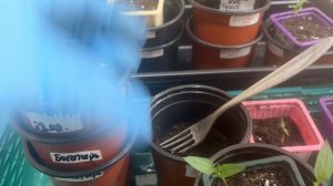 Сладкие перцы пикирую на раннем этапе развития.