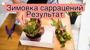 Зимовка саррацений в холодильнике и ее результаты