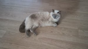 Посмотри людям в глаза 😍Боня в кадре😻 Пашем огород💪Сжигаем инжир🙄