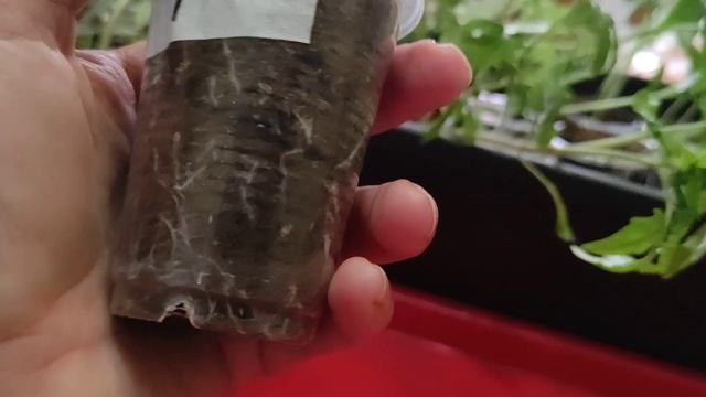 РЕЗУЛЬТАТЫ ПОСЕВА ПОМИДОРОВ в ТОРФОБРИКЕТЫ. грунт всходы рассада помидоры томаты посеврассады