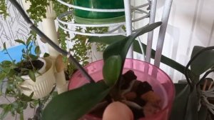 вязание и цветы,май 2023 г.