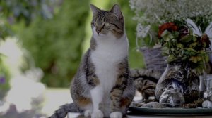 «HDR‑портреты пушистых звёзд»