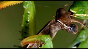 Весна Bossa Nova