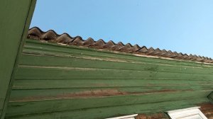 Пчелы берут воду с крыши...