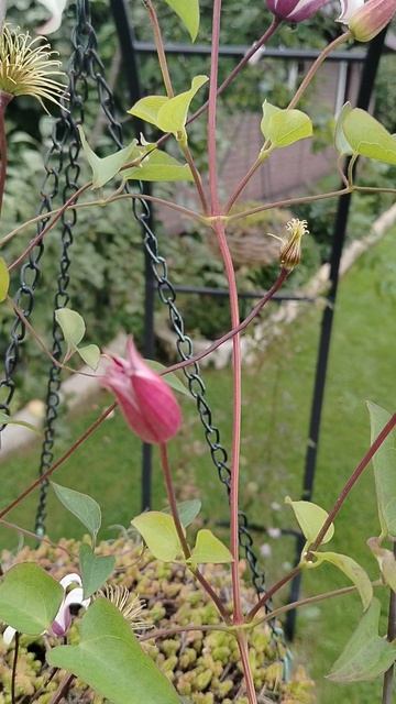 #Клематисы 'Принцесса Кейт' и 'Фей' в нашей саду.