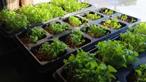 Как поживает рассада / Середина марта