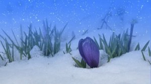 Футаж. Весеннее настроение 4