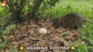 Забавные курочки несушки на сельском подворье 🤗😂😜 (125)