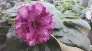 Фиалки на стеллажах.ч1 ,16/03. Цветет немного...