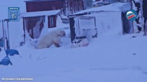 Белые бандиты Чукотки: медведи-воришки похищают еду местных жителей