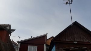 Николаевские голуби потихоньку приучаем разминаем после зимы