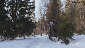 Что скрывает Берёзовский лес.