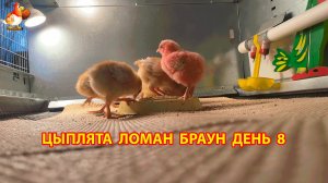 Цыплята Ломан Браун с нуля День 8 - что изменилось за сутки 😄🐥