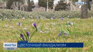 Посетители парка «Краснодар» вытаптывают и срывают крокусы ради фотографий
