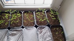 новый понедельник в вольном зоопарке