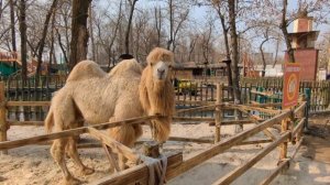 Путешествие по Узбекистану (один день - одно видео) 16 марта 2026