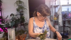 Моя Жизнь в Деревне, РАЗМНОЖАЮ. Укореняю Тую Черенками.