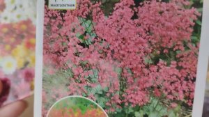 Новые многолетники для нашего сада