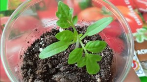 Посев и черенкование томатов в сезоне 2026 г. 🌱🍅🌱🍅🌱🍅🌱🍅🌱🍅🌱🍅🌱