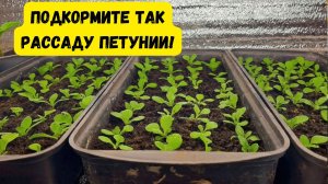 Петуния будет самой красивой- всего одна подкормка