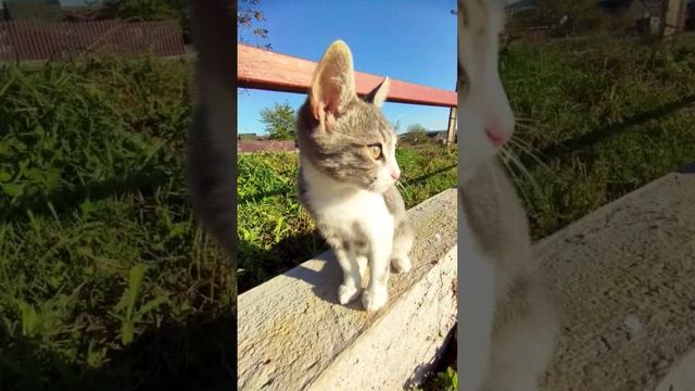 Морсик смотреть онлайн