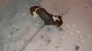 Прогулка с Майлой.Джек -рассел терьер. Красноярск