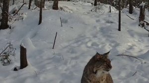 Рысь фото ловушка