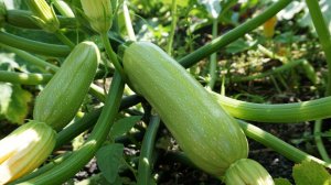 Дарина F1 — кабачок, который не разочарует: обзор и рекомендации