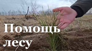 В Станично-Луганском лесничестве восстановят 200 гектаров леса