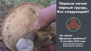 Первым начал Чёрный груздь. Кто следующий? Дневник грибника 9 сентября 2022 года.