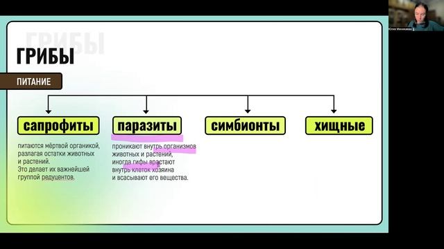 Грибы