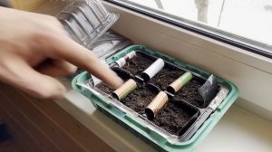 Главные ошибки новичков при севе семян на рассаду