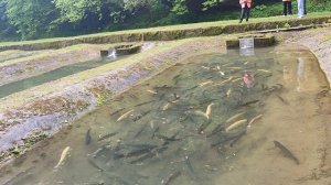 Абхазия, река Мчишта и форелевое хозяйство. 08.05.2025.