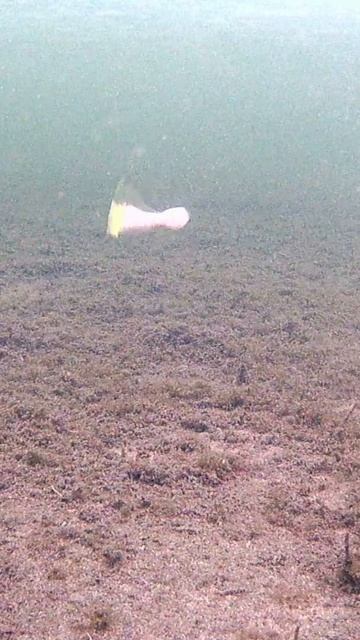 Гипноз от ФАНАТИК