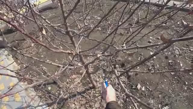 Обрезка молодой яблони весной 🌳 Подробный урок для начинающих садоводов