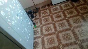 котёнок играет ♥