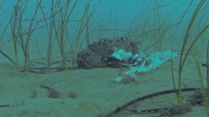 ПОДВОДНЫЙ МИР ЧЕРНОГО МОРЯ  / 4